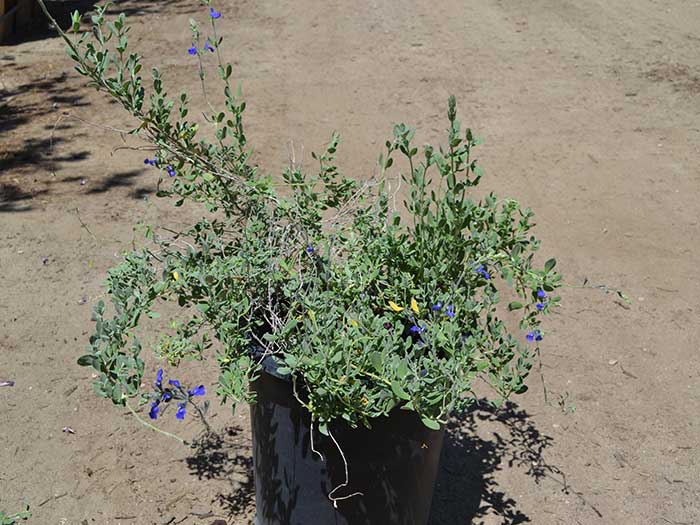 Salvia-chamaedryoides