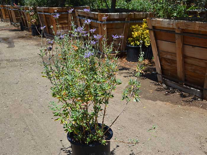 Salvia-clevelandii