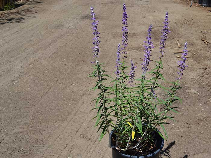 Salvia-leucantha