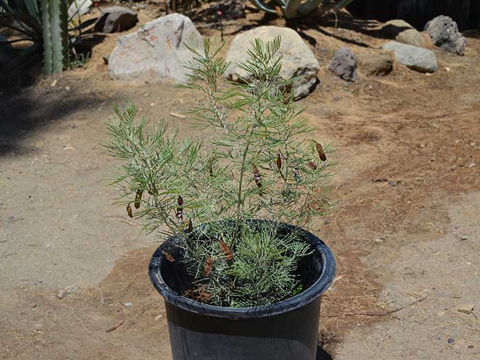 Senna-artemisioides---gray