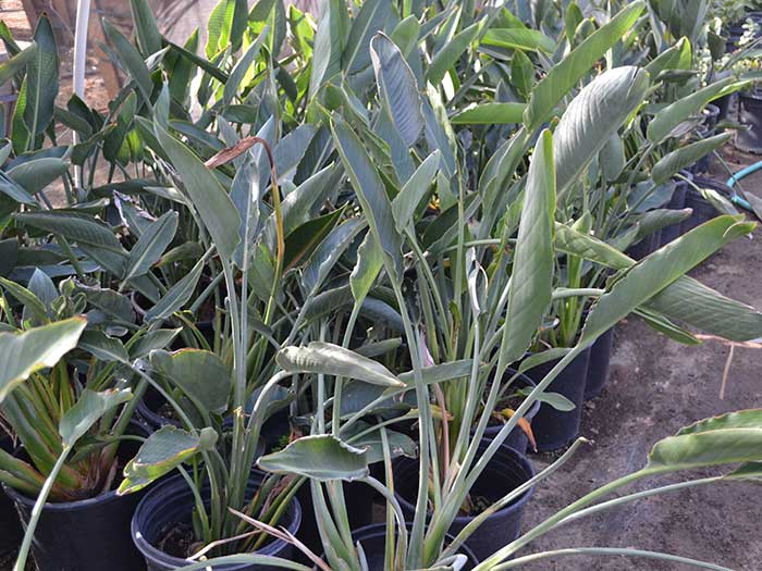 Strelitzia-reginae