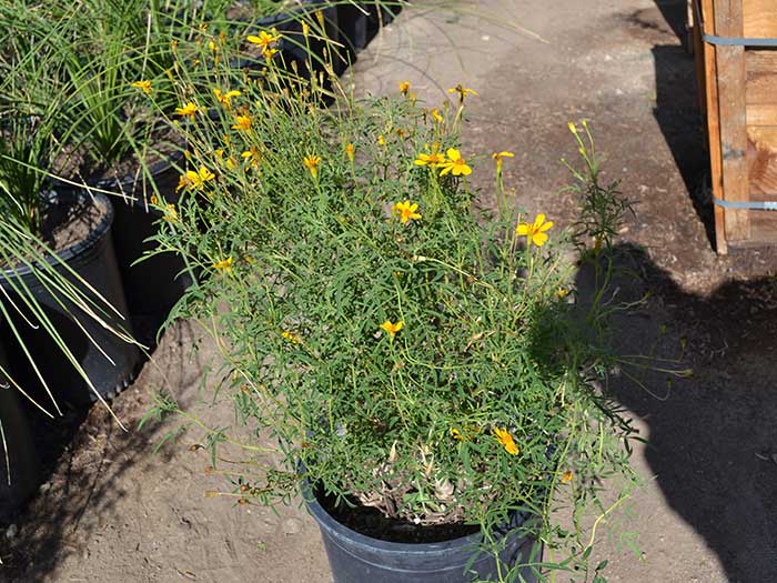 Tagetes-lemonii