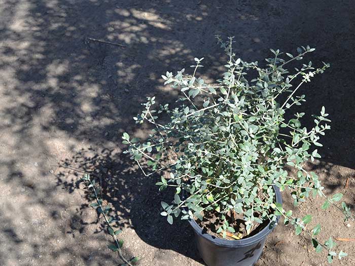 Teucrium-fruticans_azuera