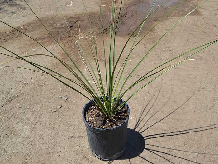 Nolina-microcarpa----bear-grass