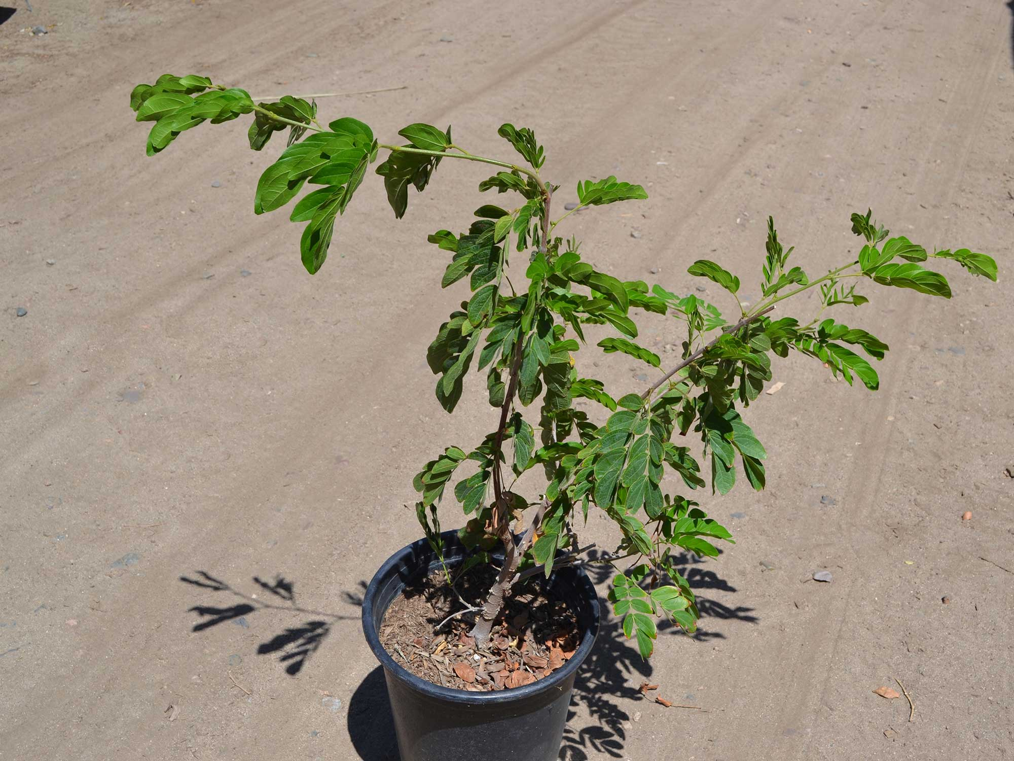 Calliandra-haematocephala---pink