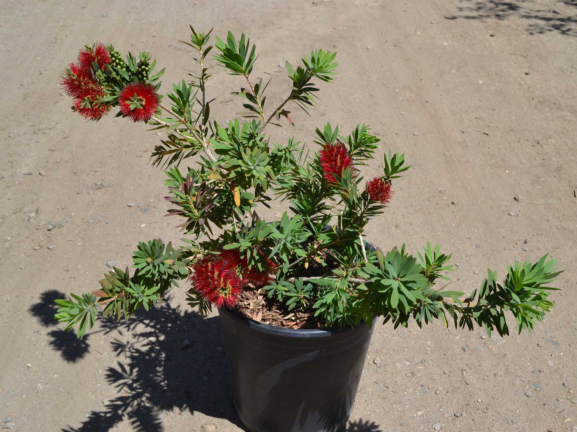 Callistemon-little-john