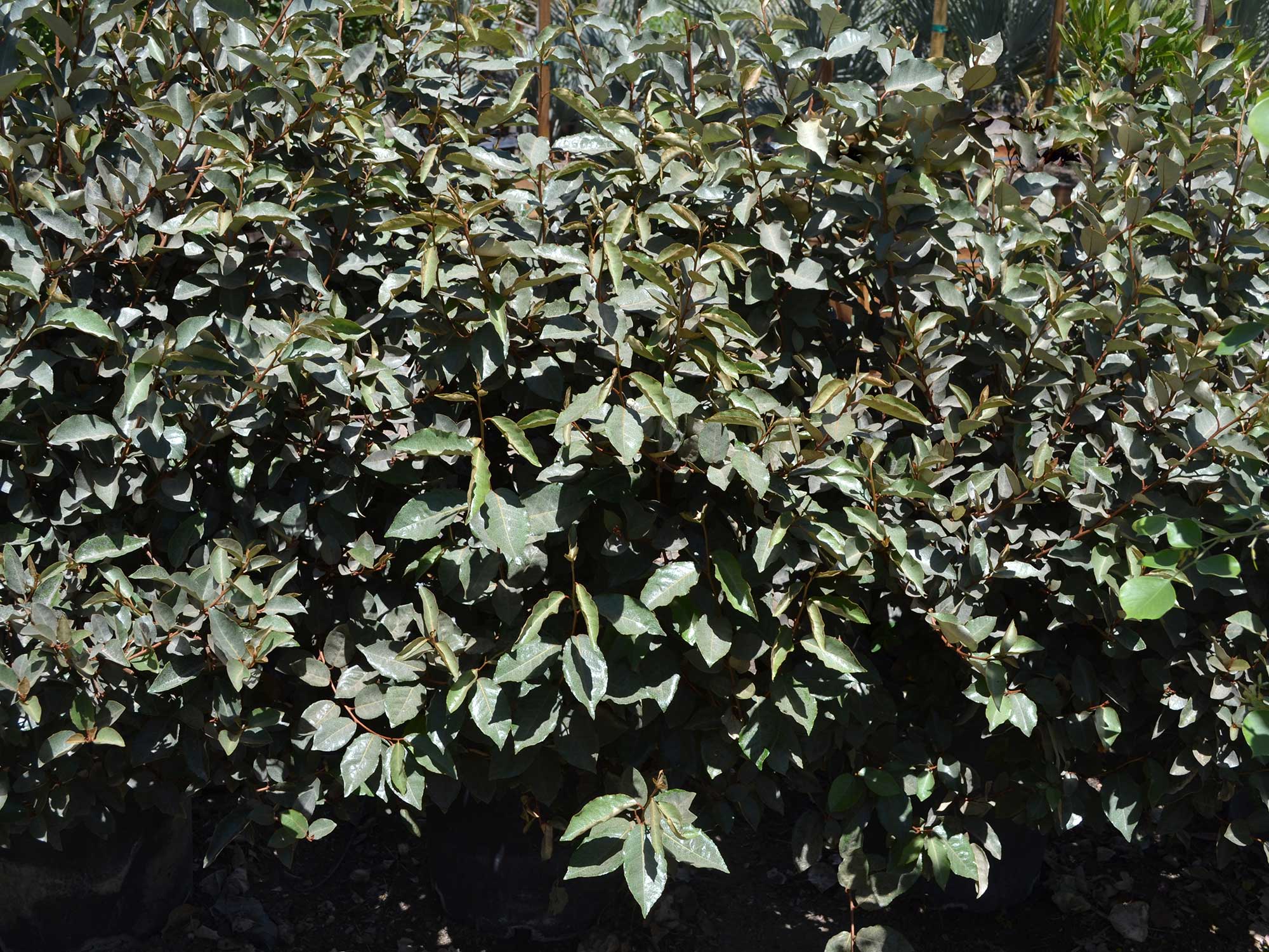 Elaeagnus-pungens