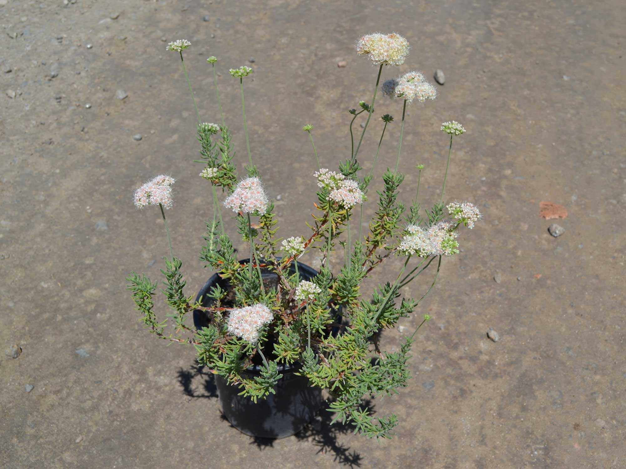 Eriogonum-fasciculatum