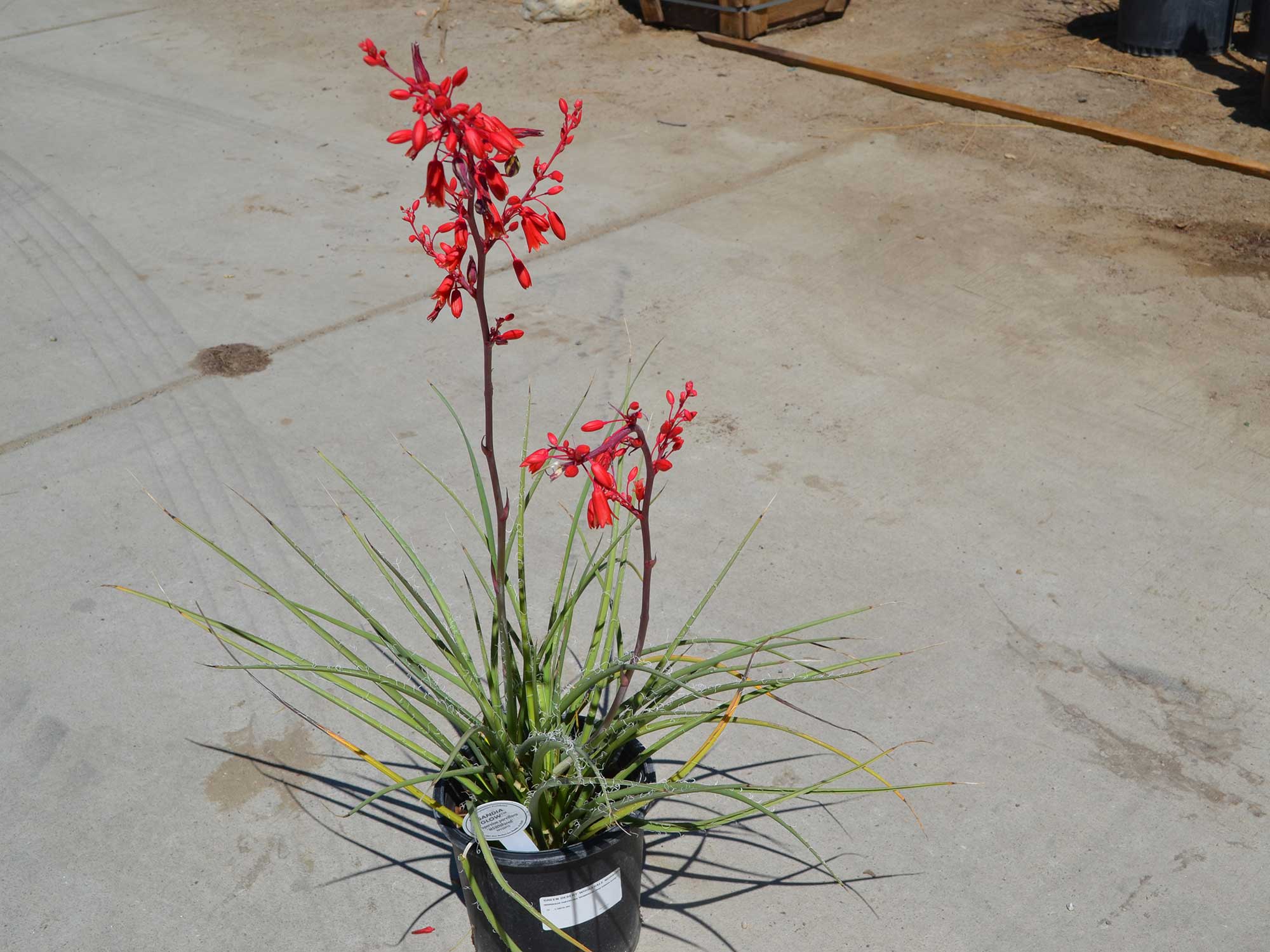 Indio CA Plant Nursery & Garden Center Palm Trees for Sale