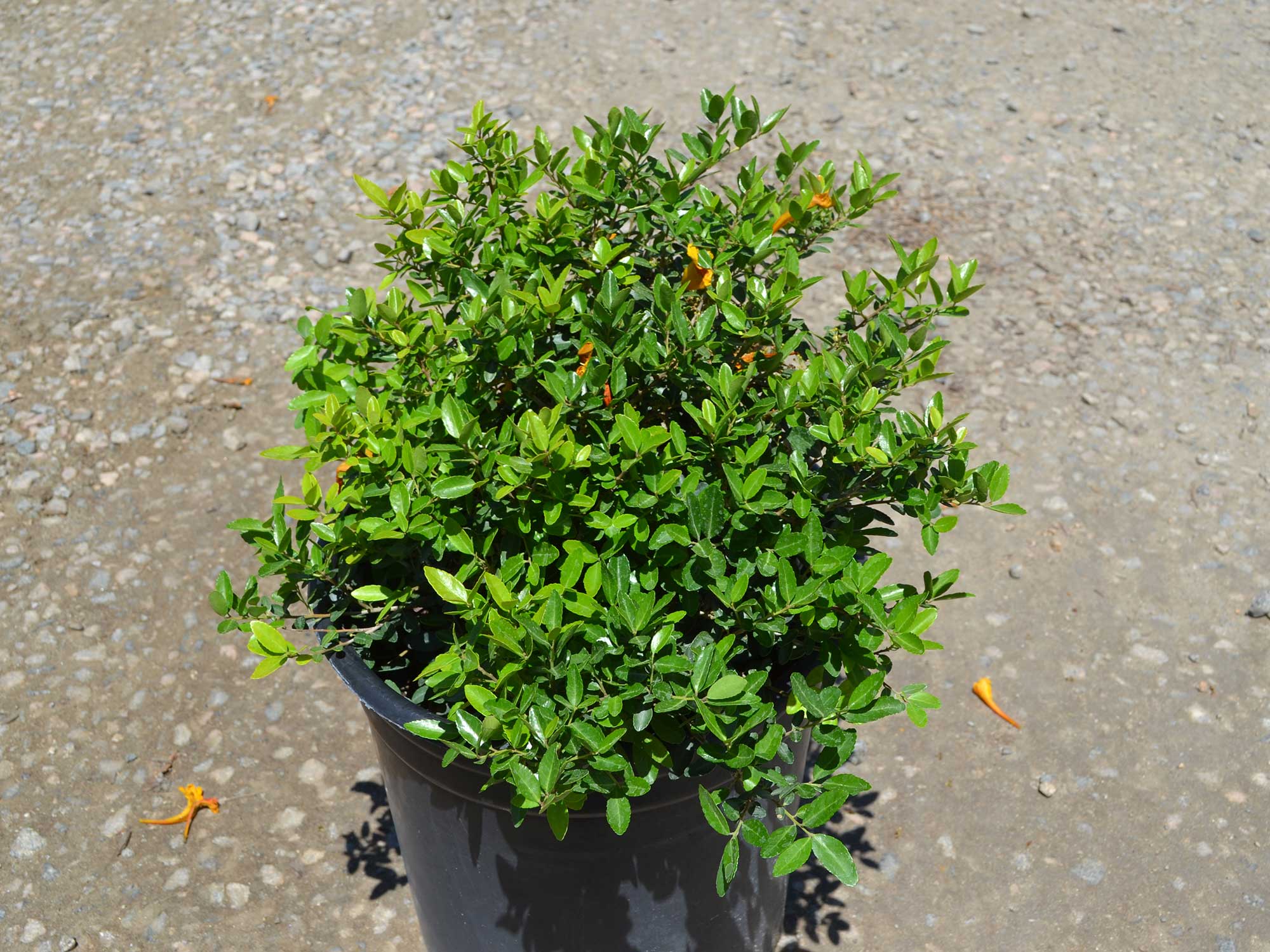 Ilex-vomitoria