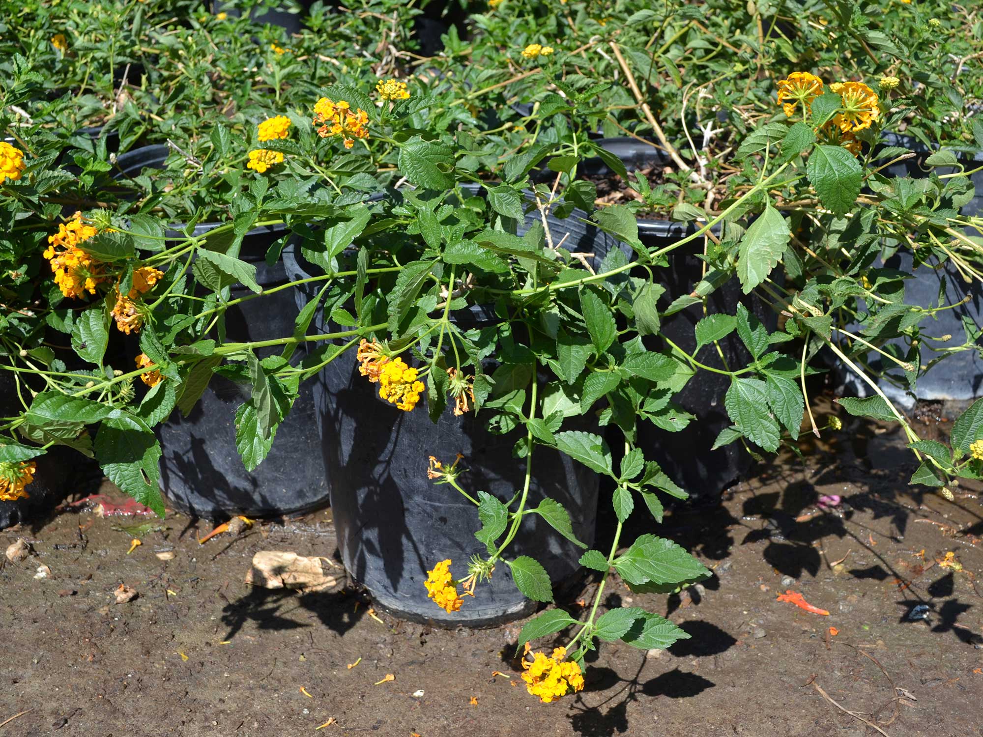 Lantana-new-gold