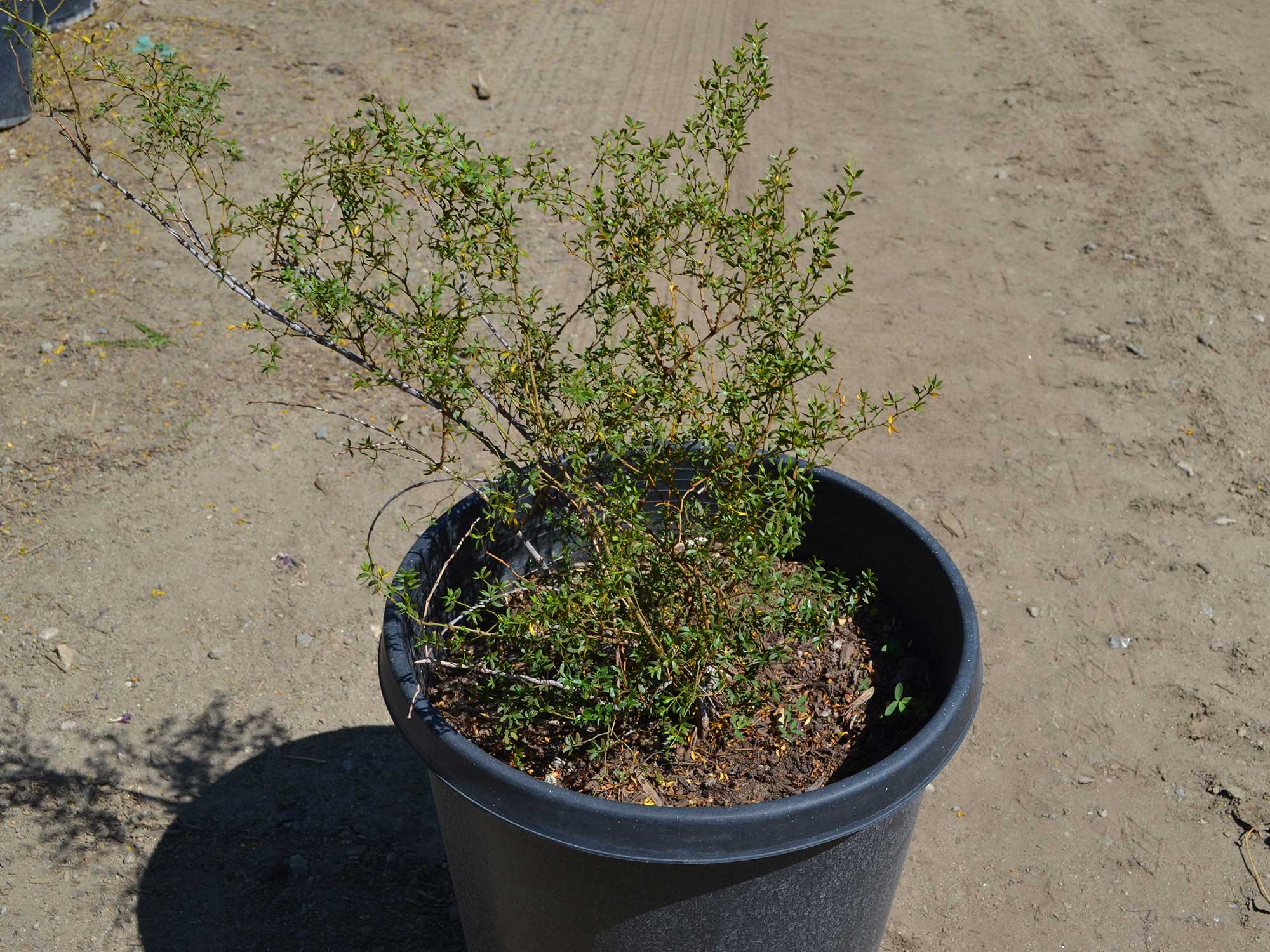 Larrea-tridentata