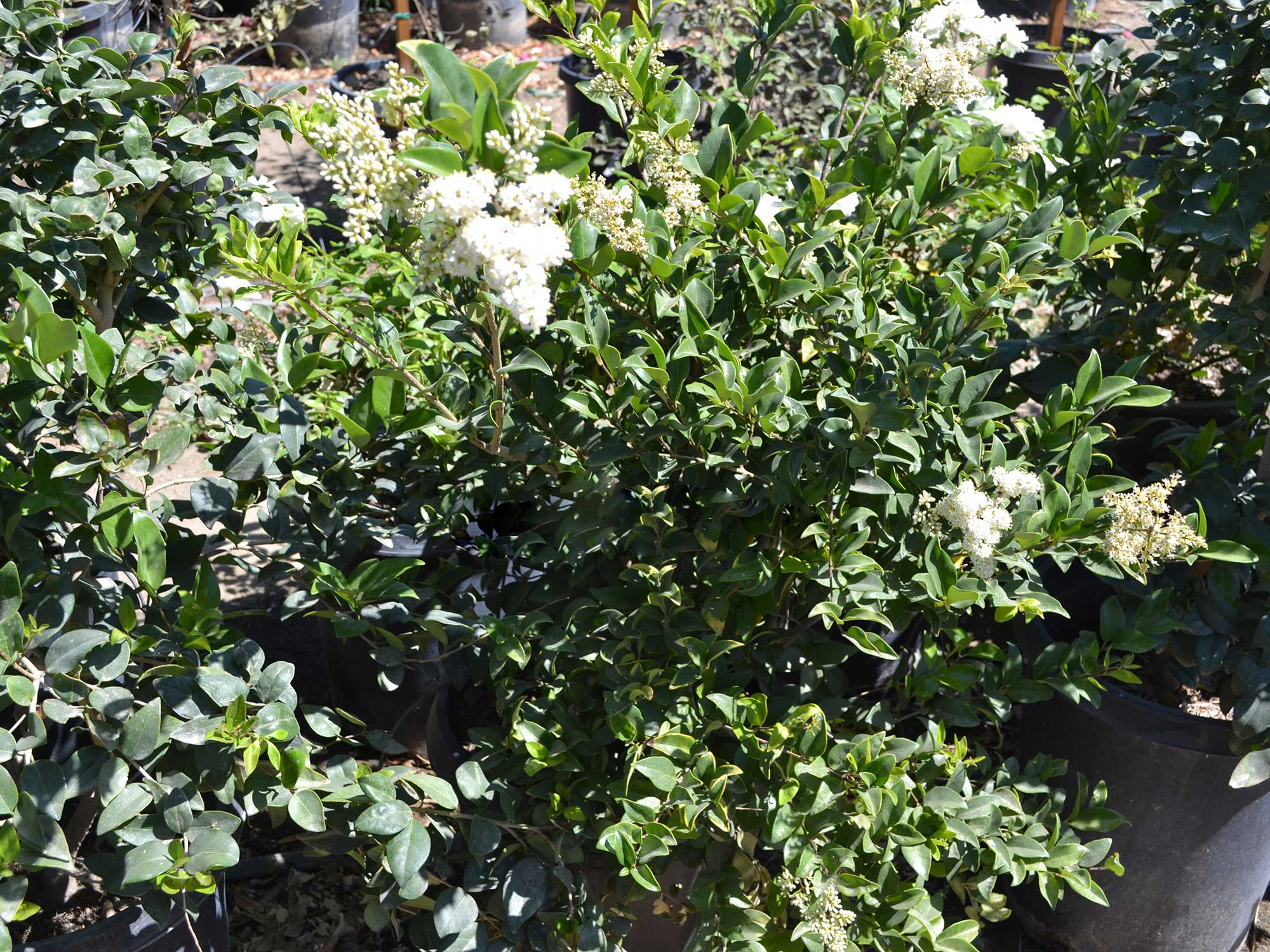 Ligustrum-texanum