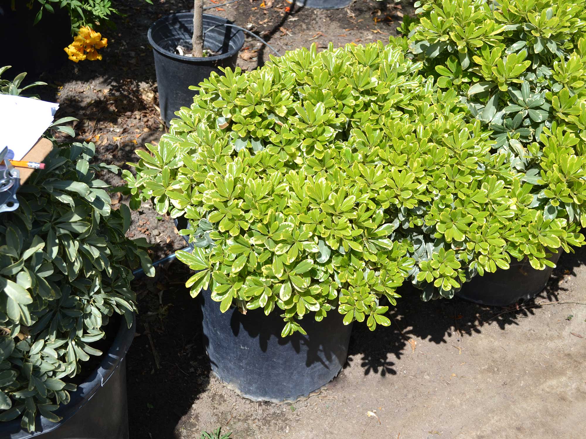 Pittosporum-t._cream-de-mint
