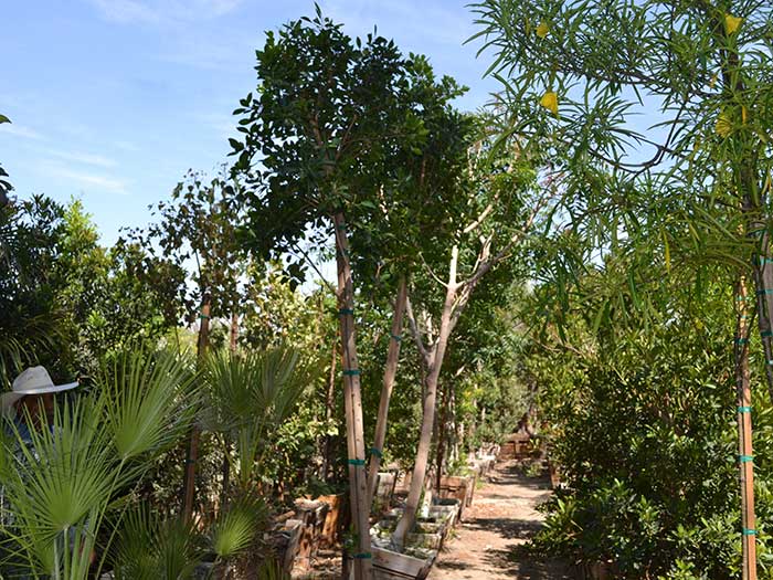 Ficus-nitida-(std)