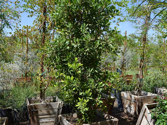 Ficus-nitida-column