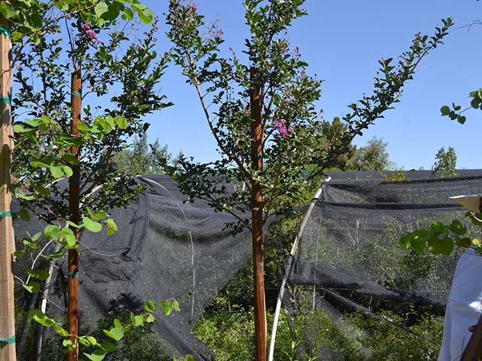 Lagerstroemia-indica-(std)