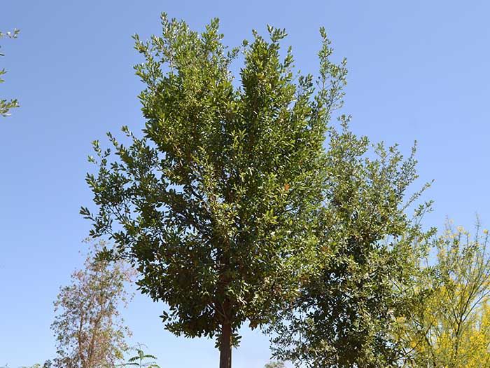 Quercus-virginiana-(std)