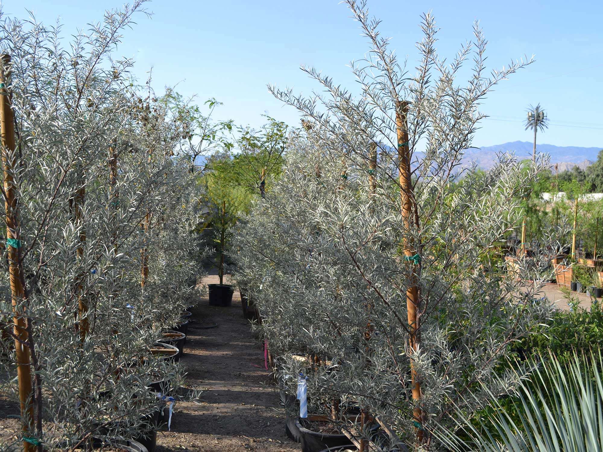 Acacia-aneura-(mulga-acacia)