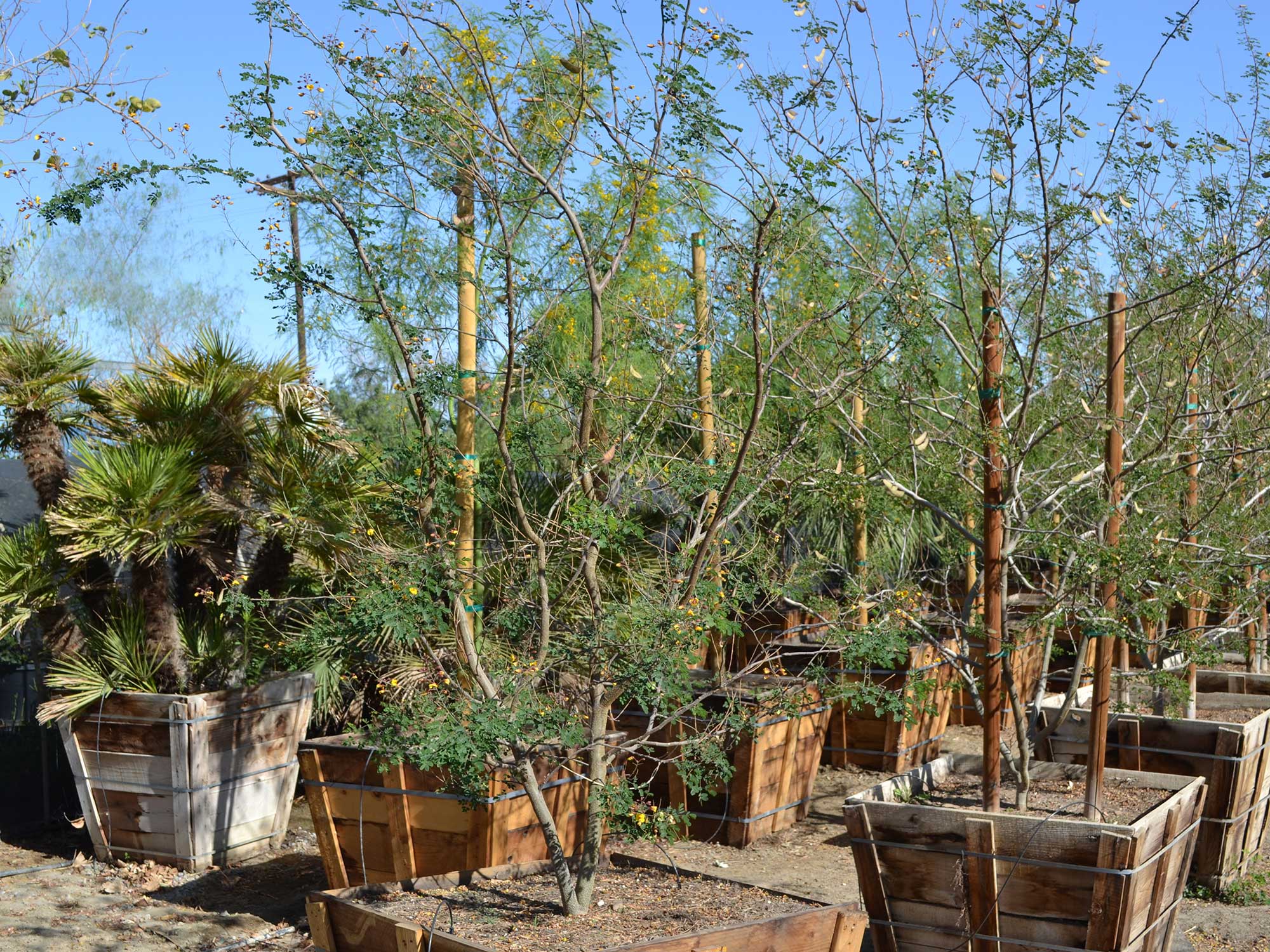 Caesalpinia-hybrid_sierra-sun