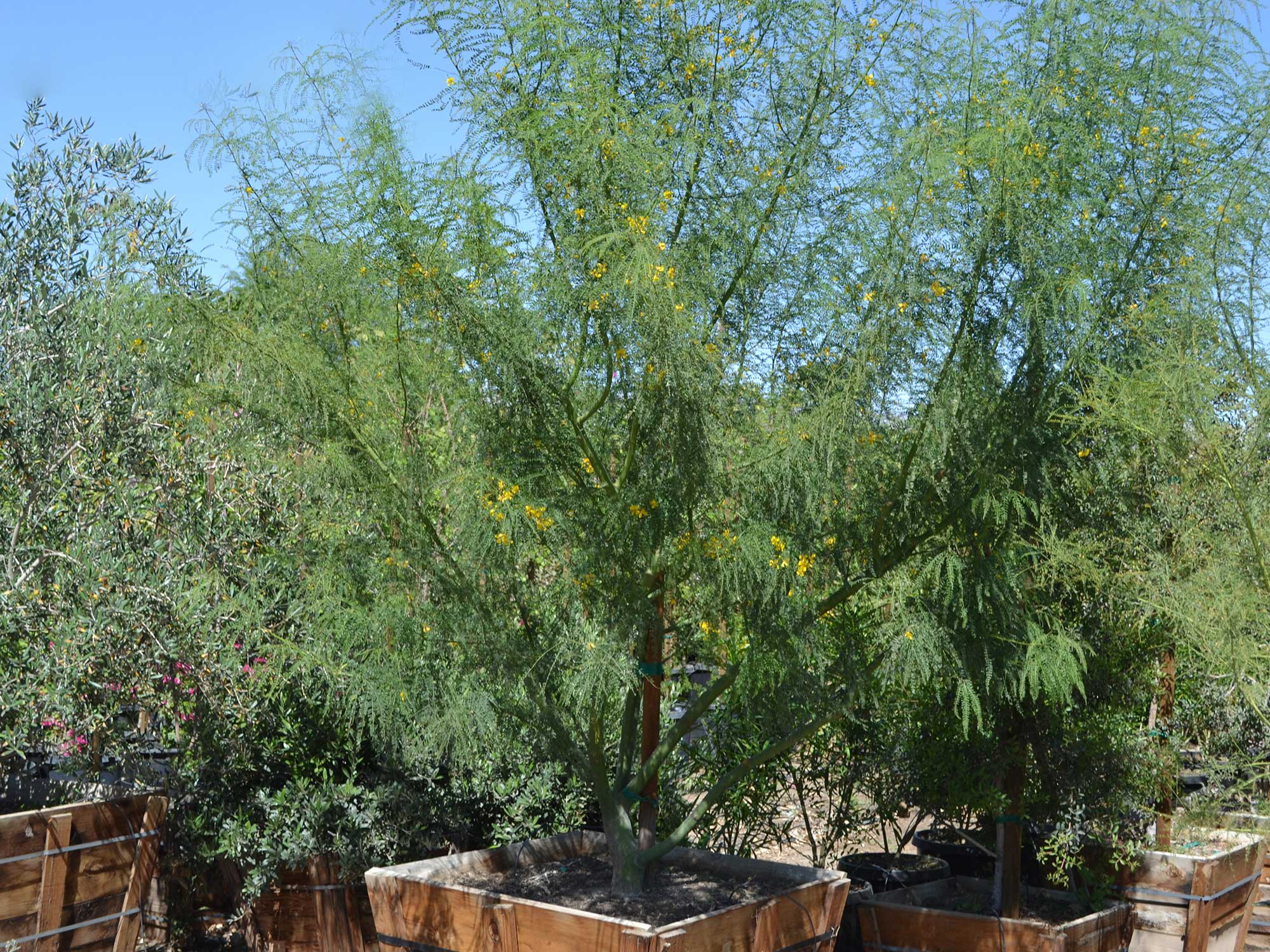 Cercidium-desert-museum---multi