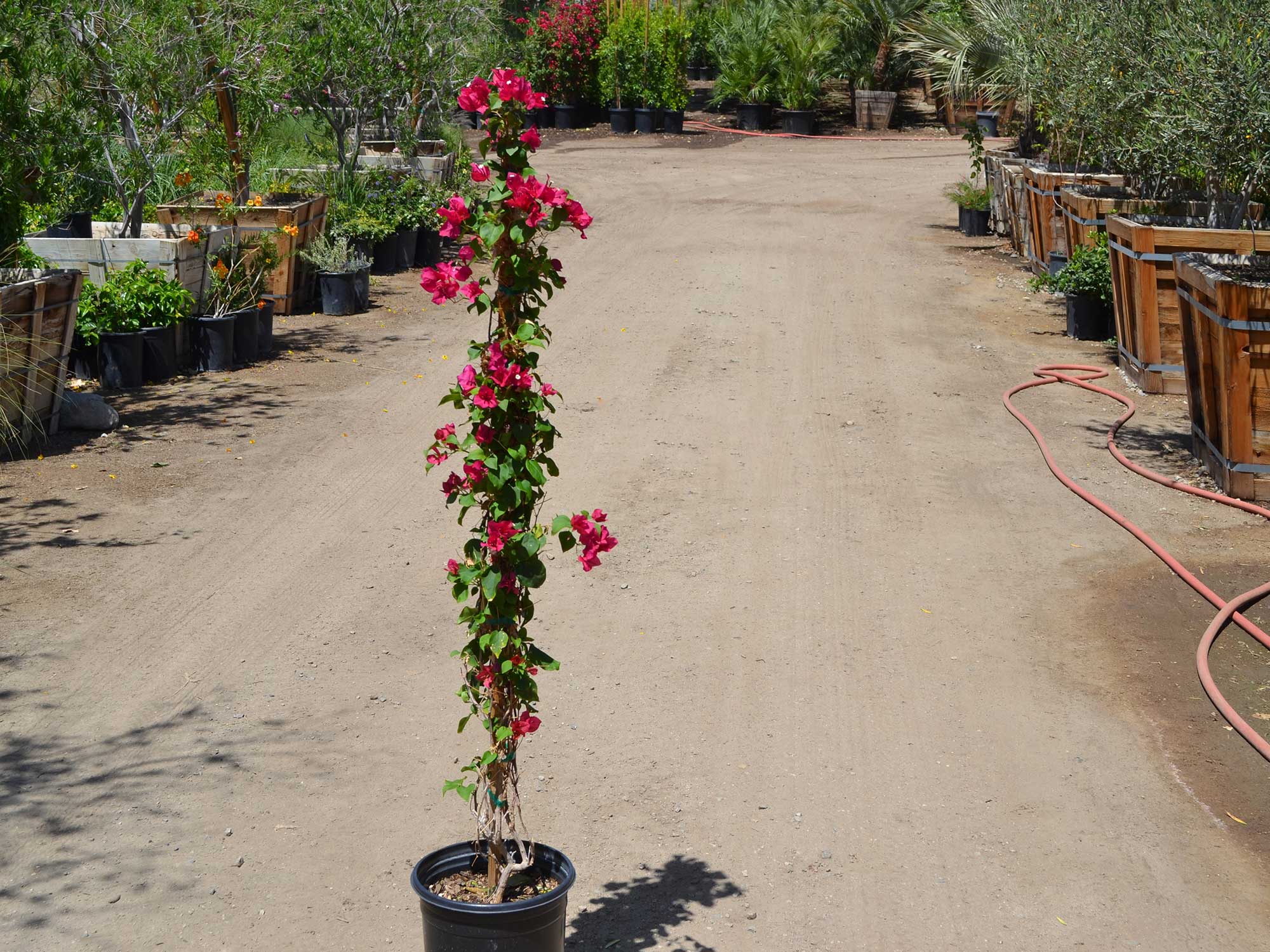 Bougainvillea-barbara-karst