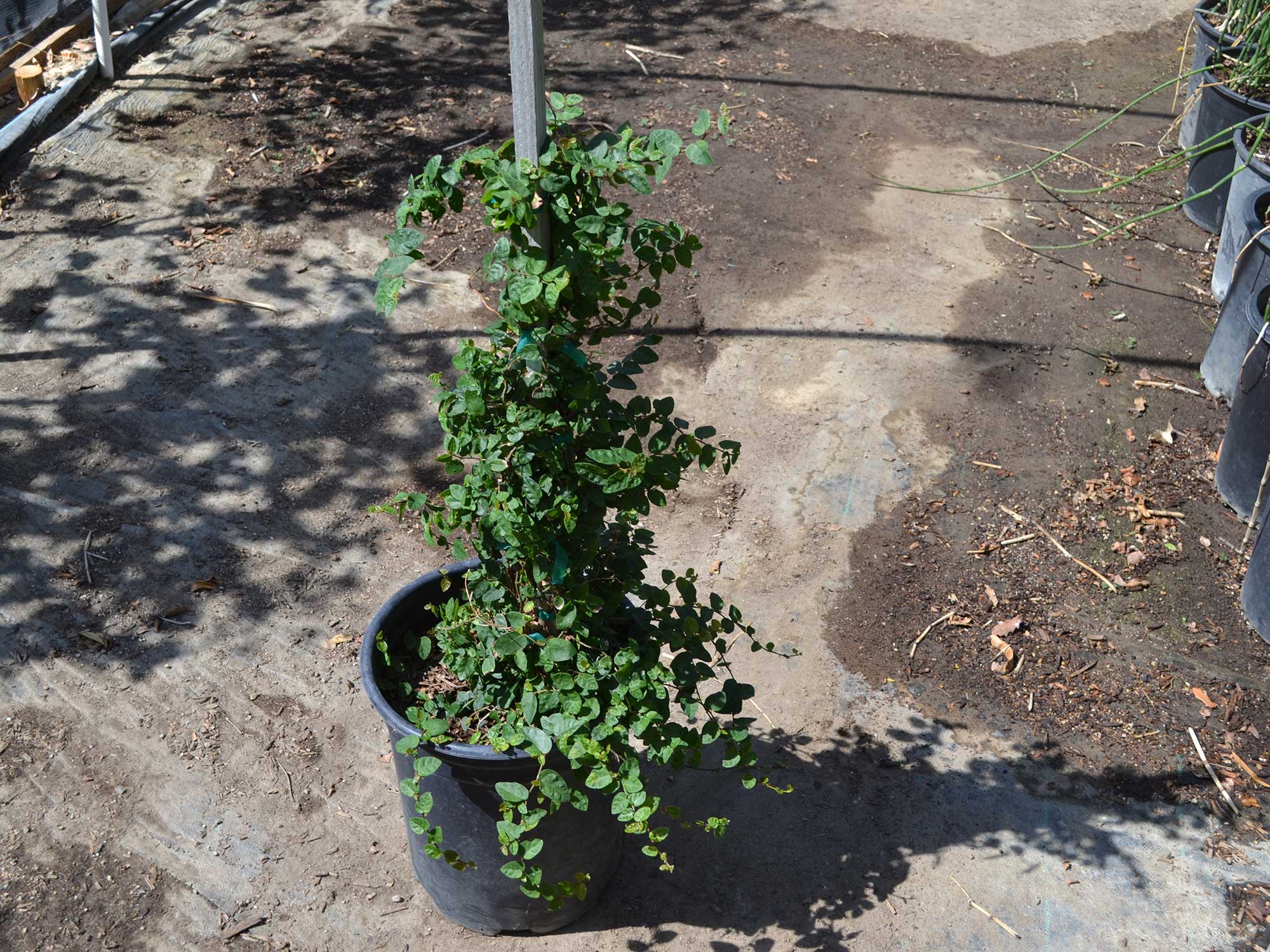 Ficus-repens---pumila-_creeping-fig