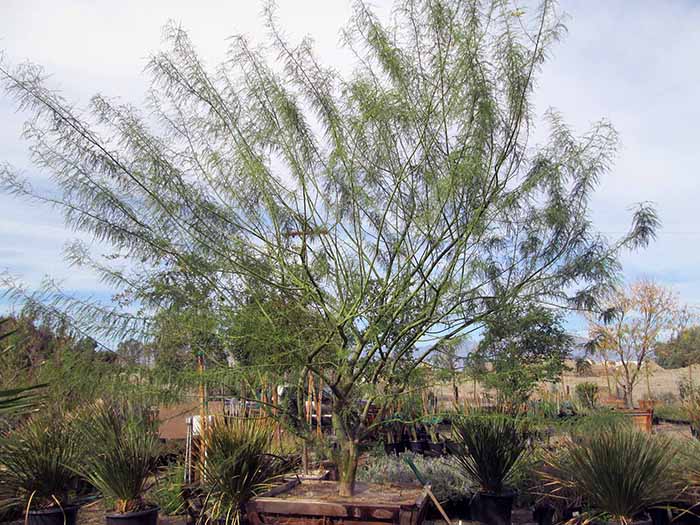 Cercidium desert museum