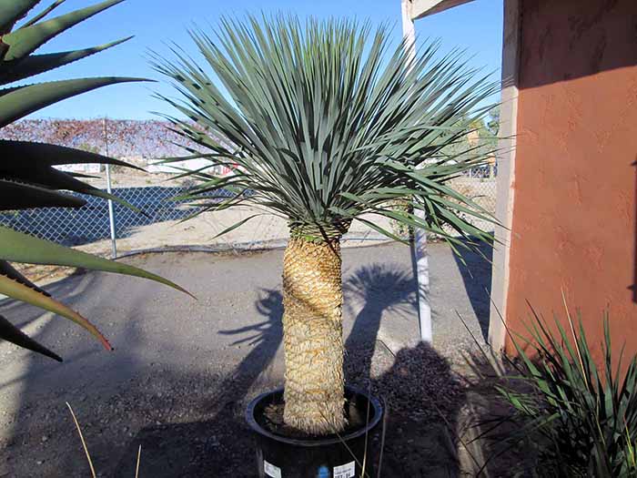 Yucca rostrata