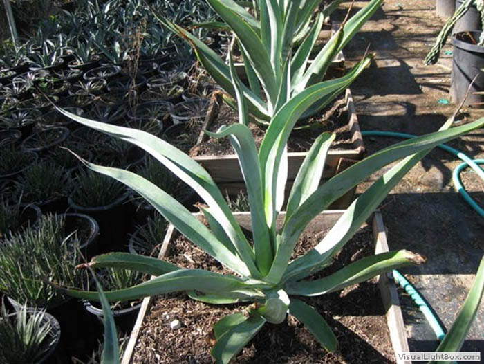 Agave vilmoriniana