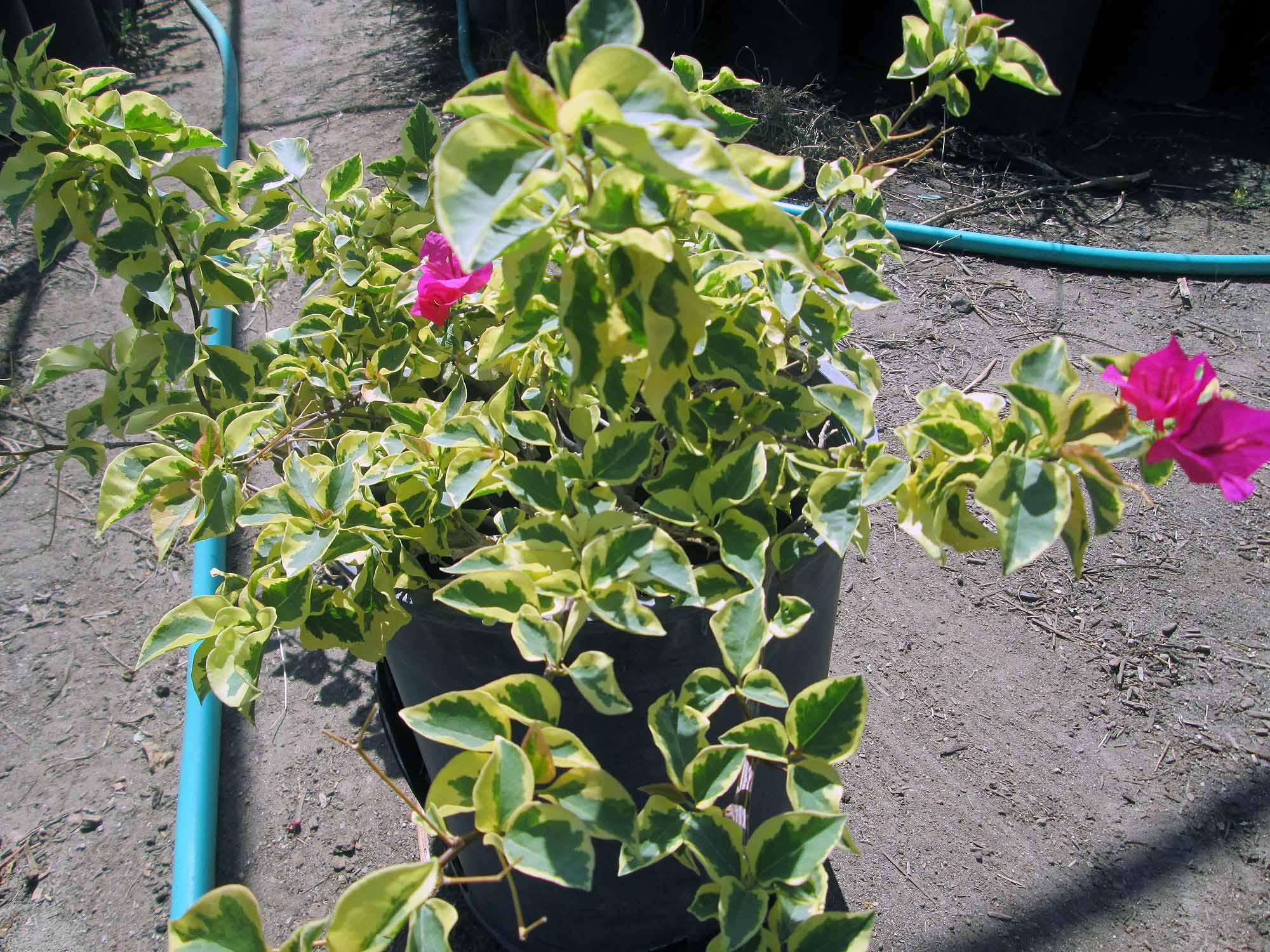 Bougainvillea 'raspberry ice' 5-gallon2081