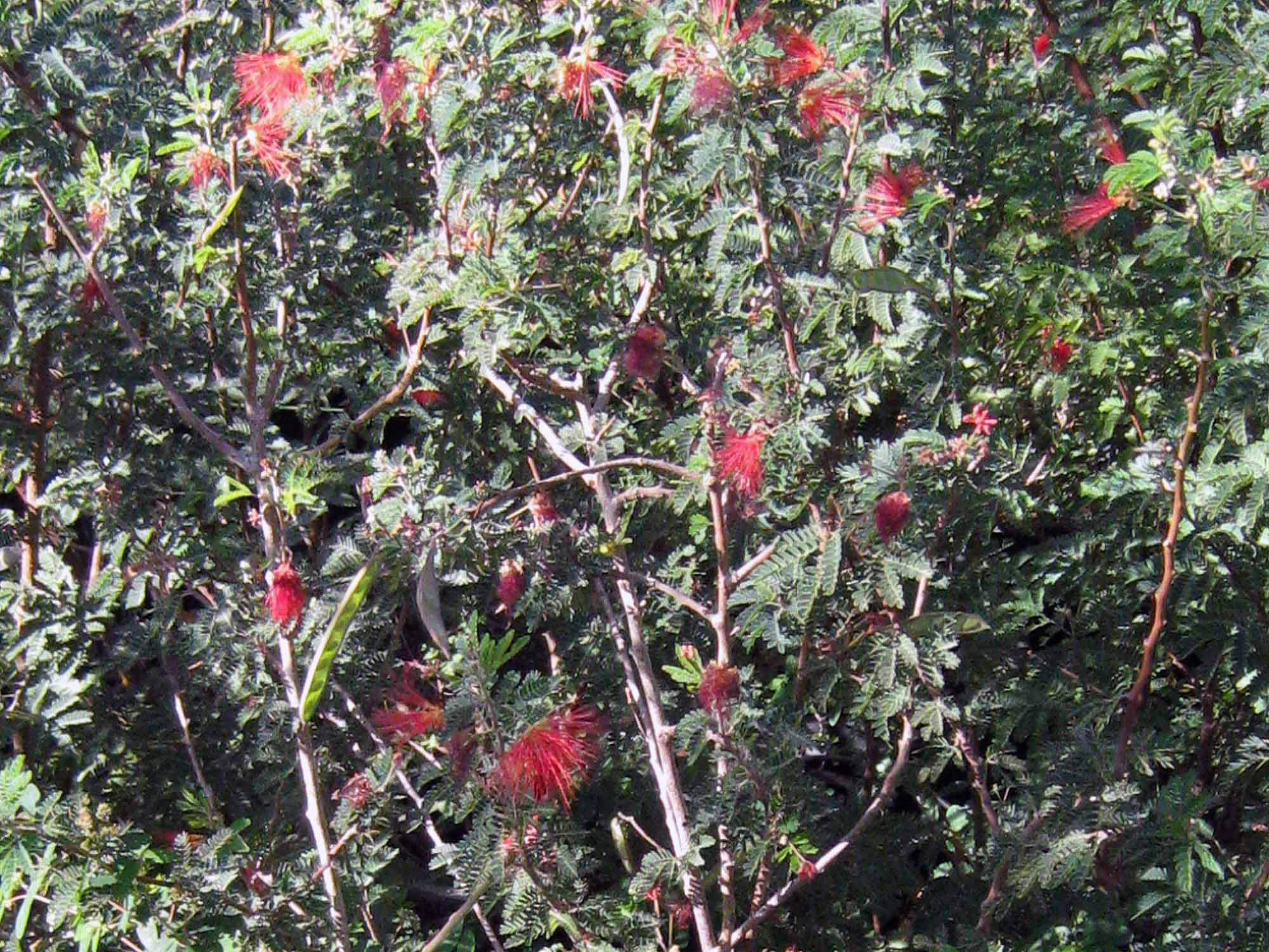 Calliandra californica (Baja fairy duster)2103