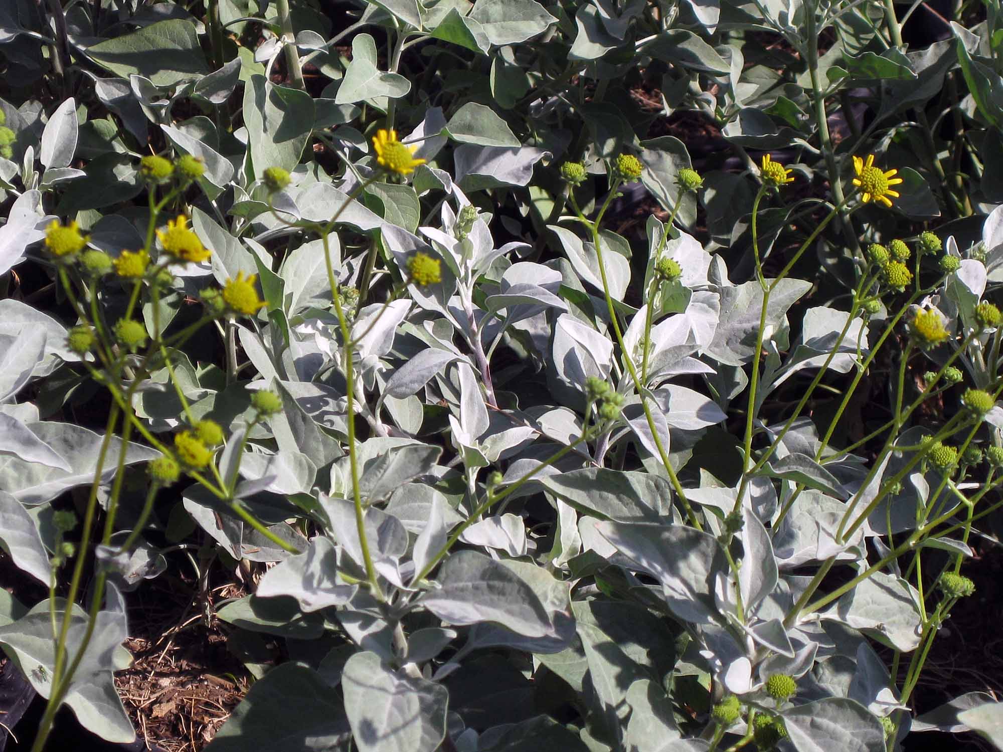 Encelia farinosa (Brittle bush)2154