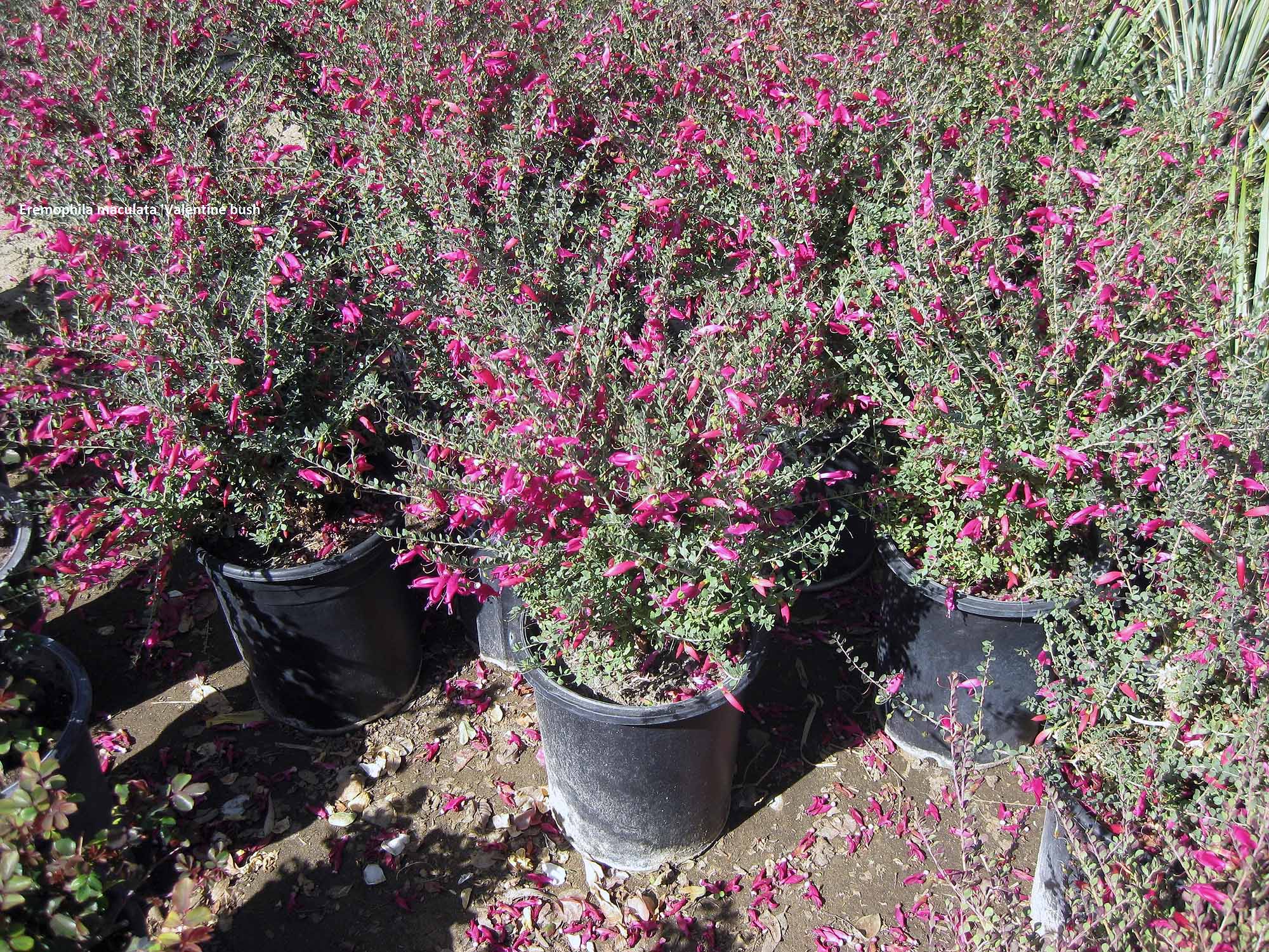 Eremophilla maculata (Valentine bush)