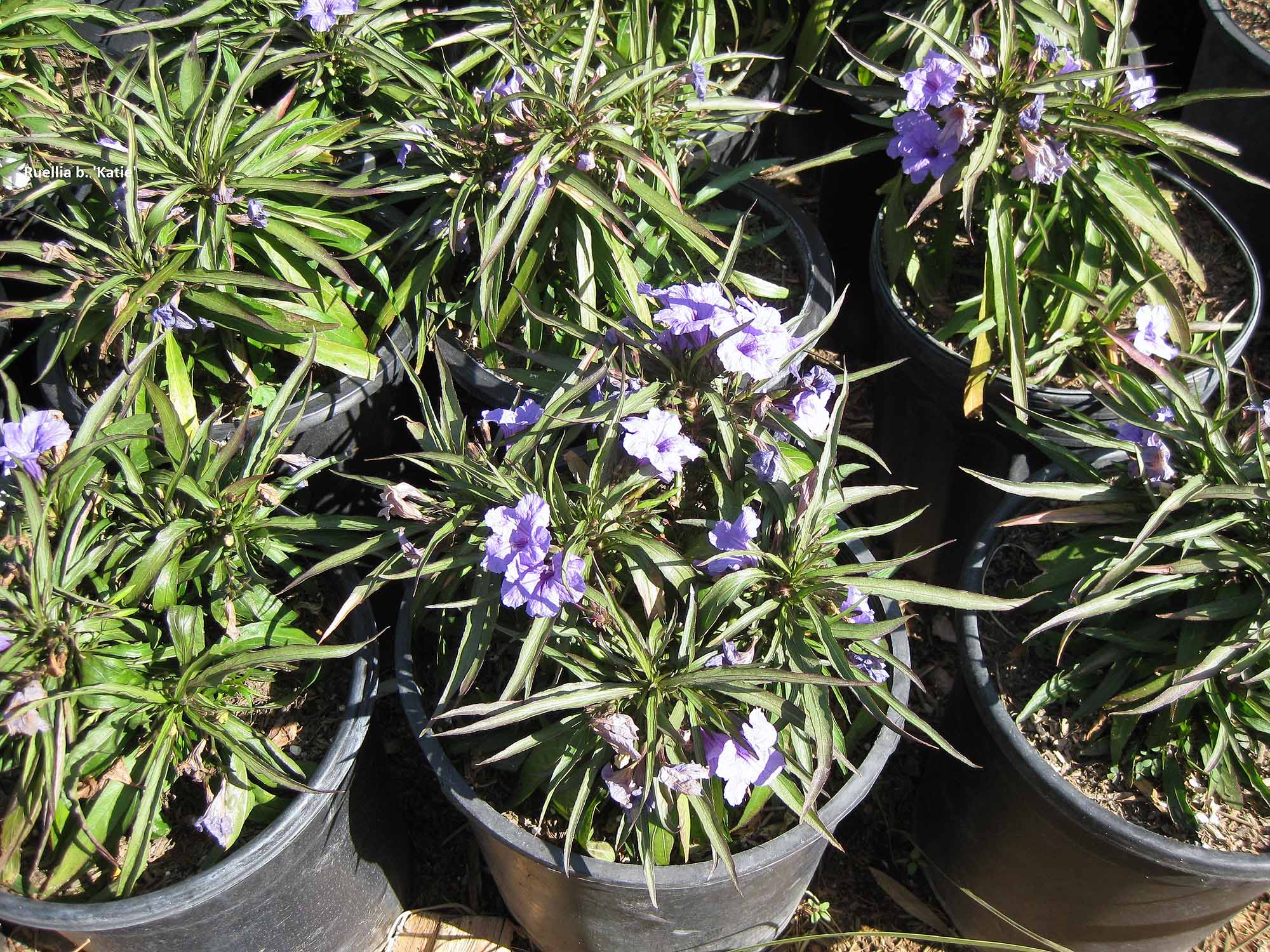 Ruellia b. katie